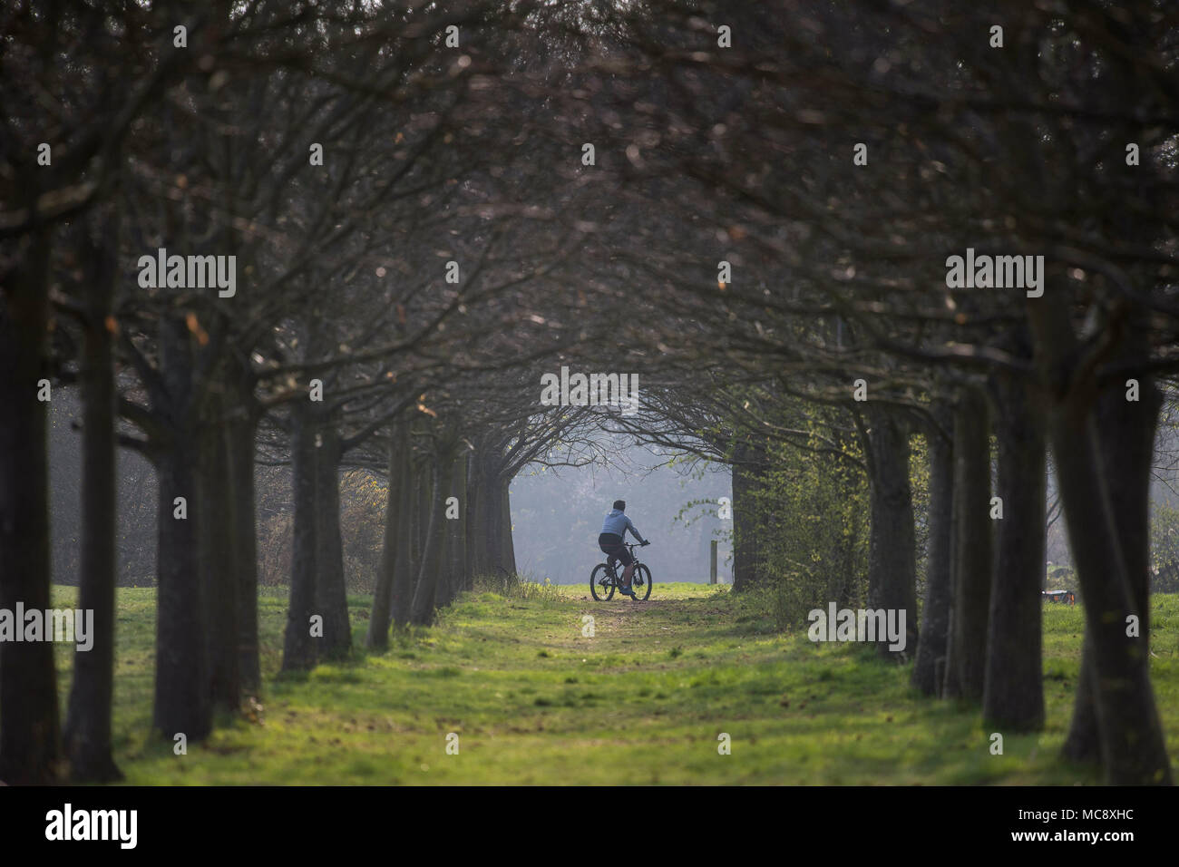 Ein Radfahrer in Wanstead Park in Epping Forest, East London. Stockfoto