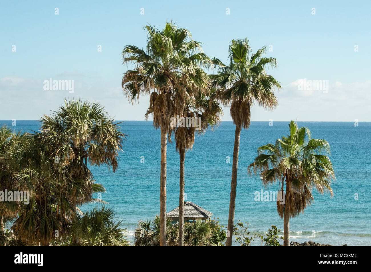Die tropischen Blick auf den Atlantischen Ozean mit Palmen im Resort Deerfield Beach Stockfoto
