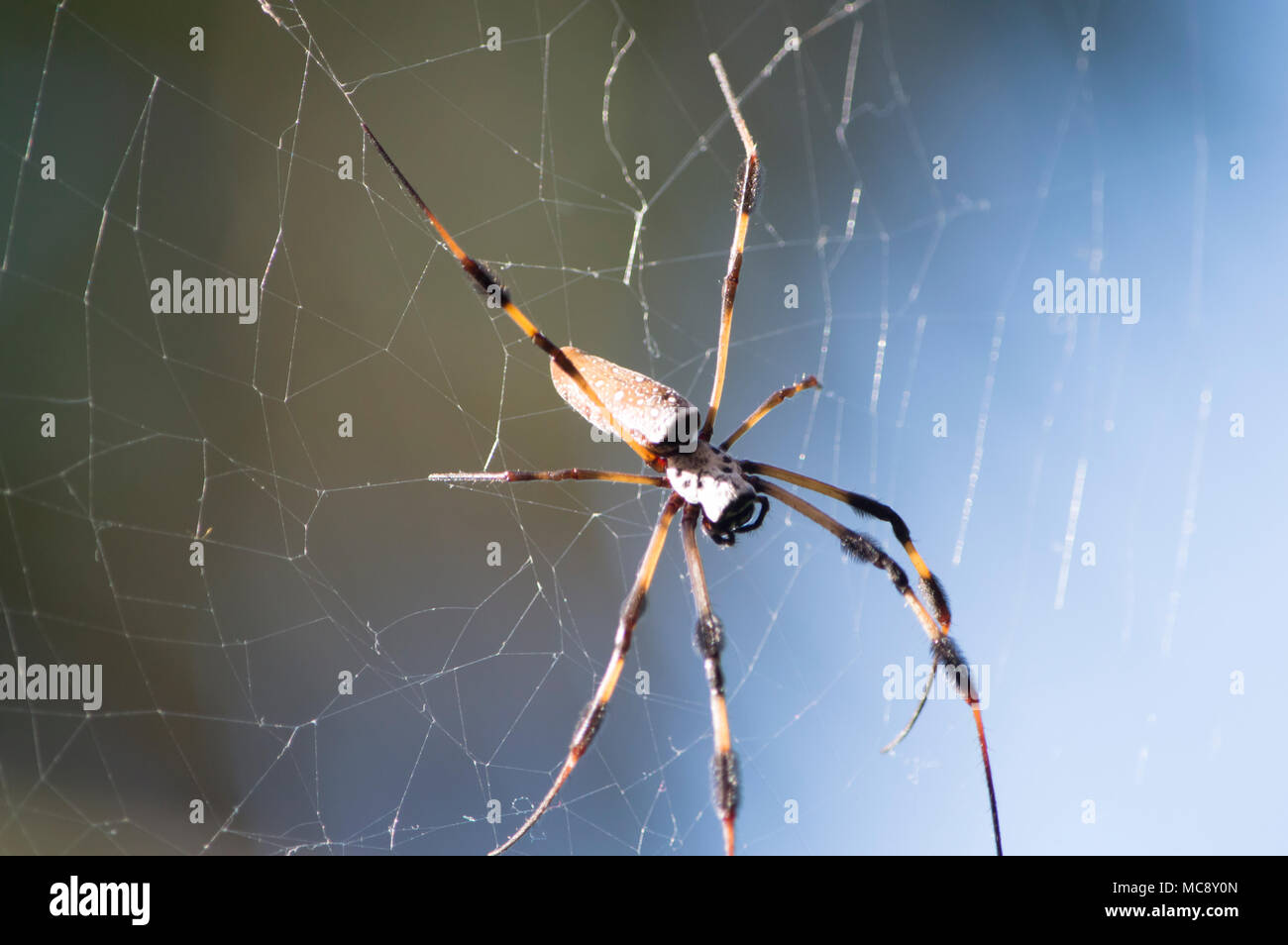 Die riesige Spinne auf es gesponnen Web Stockfoto
