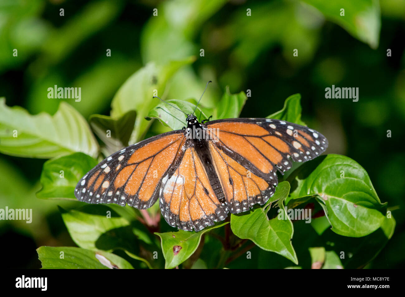 Die monarch butterfly Landung auf einem Busch in ein Schmetterlingsgarten. Stockfoto
