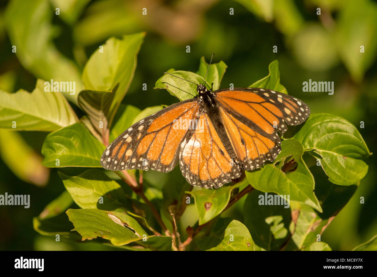 Die monarch butterfly Landung auf einem Busch in ein Schmetterlingsgarten. Stockfoto