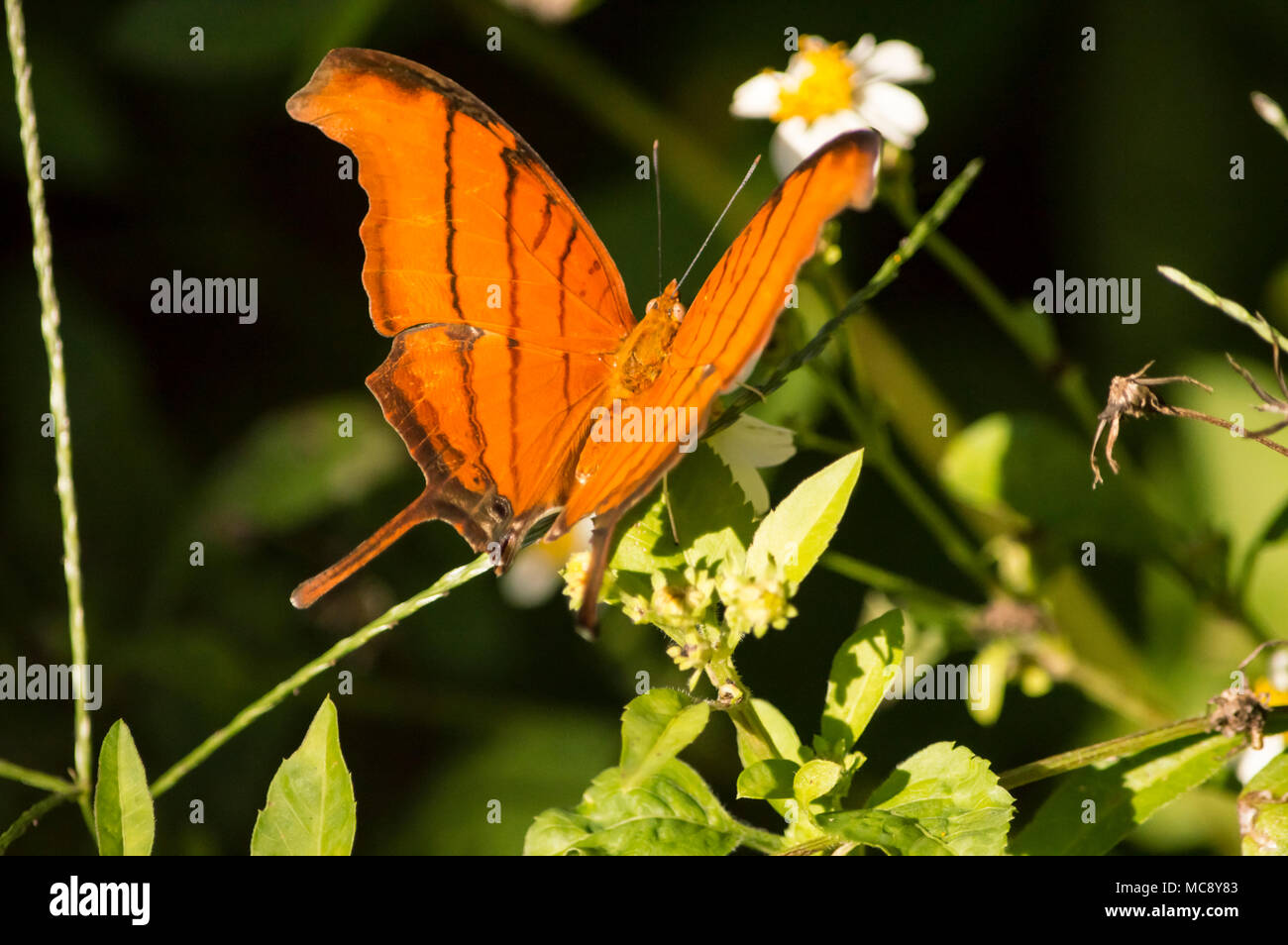 Die schöne Orange Tiger Butterfly Landung auf einem weißen Daisy in einen Schmetterlingsgarten Stockfoto