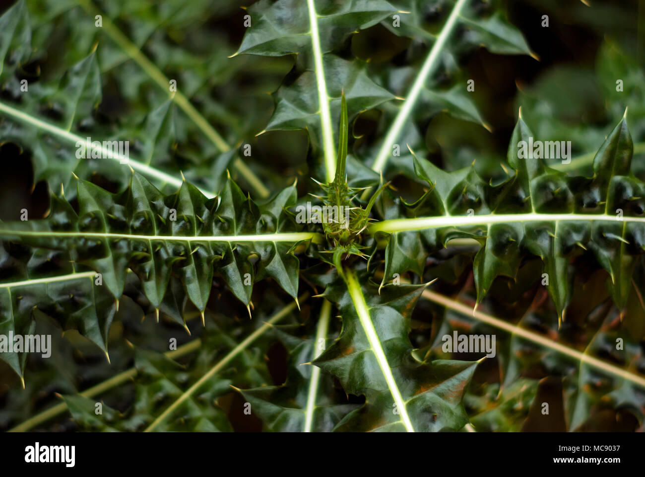 Dichte rosette Fotos und Bildmaterial in hoher Auflösung Alamy