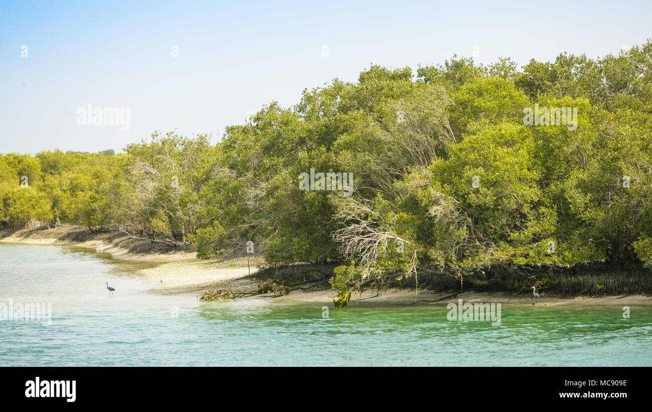 Mangroven auf der ourtskirts von Abu Dhabi City in den Vereinigten Arabischen Emiraten gelegen. Stockfoto