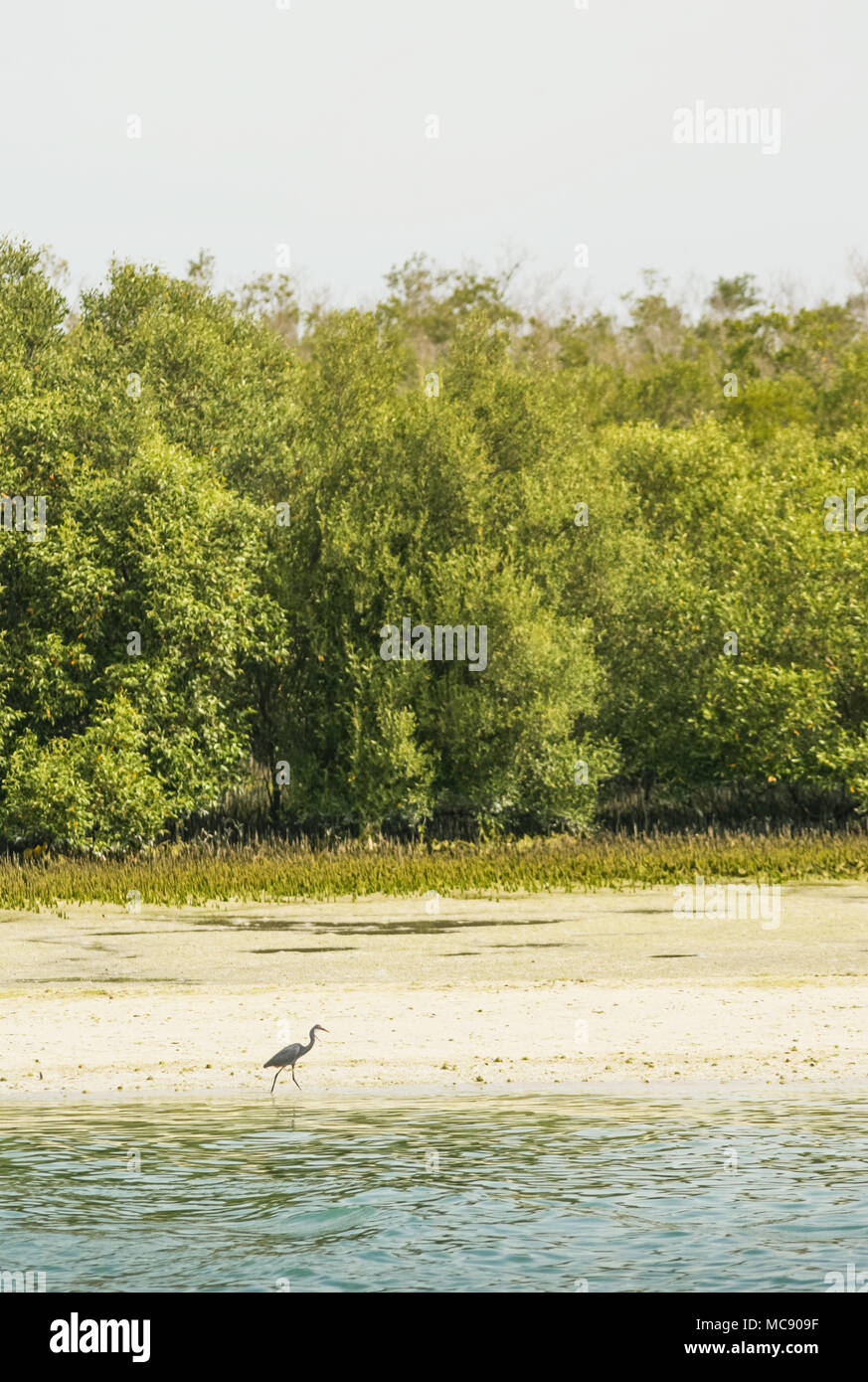 Mangroven auf der ourtskirts von Abu Dhabi City in den Vereinigten Arabischen Emiraten gelegen. Stockfoto