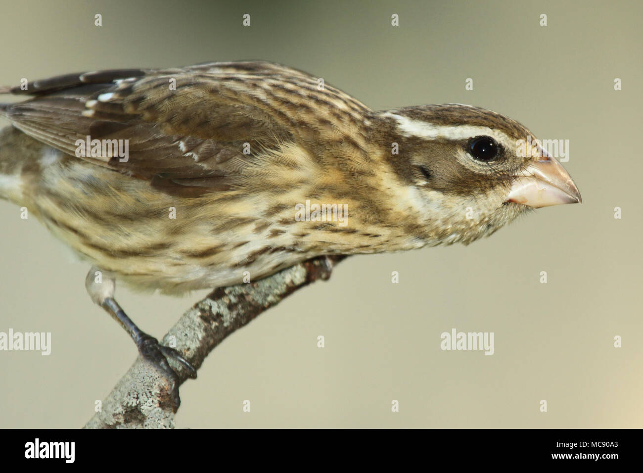 Eine Frau Rose-breasted Grosbeak Neigung aus der Barsch im Northwoods. Stockfoto
