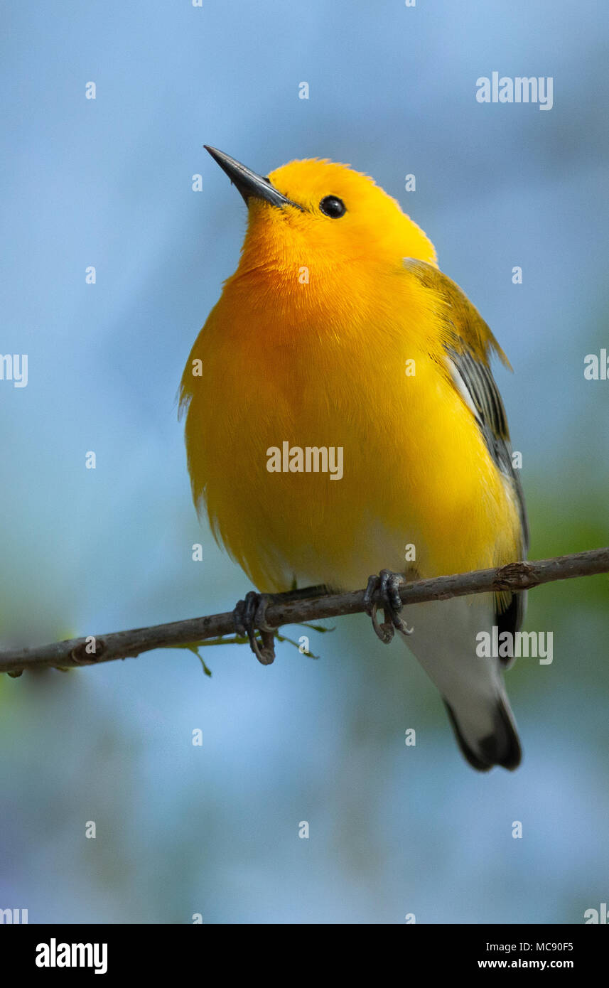Nahaufnahme eines Prothonotary Warbler am gehört Wildlife Sanctuary in McKinney Texas Stockfoto