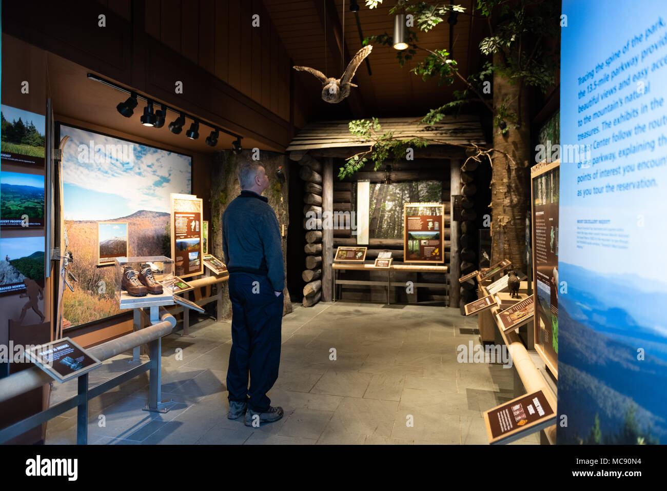 Besucher blickt auf schleiereule an der Decke in der Natur Ausstellung am Mount Greylock Besucherzentrum in Lanesboro, Massachusetts ausgesetzt. Stockfoto