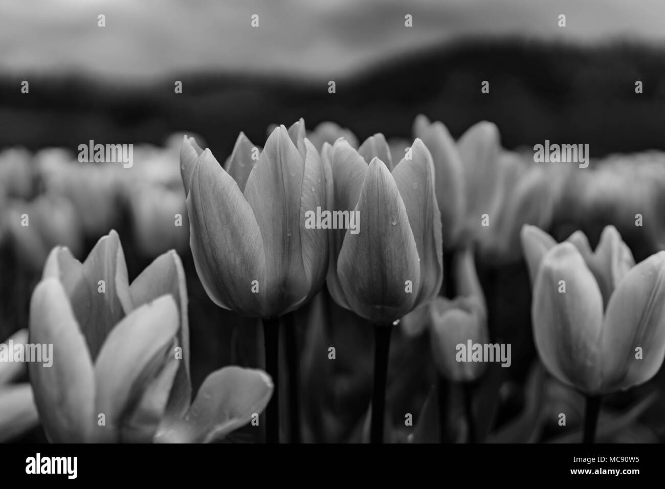 Amsterdam Tulip Felder, Washington State Stockfoto