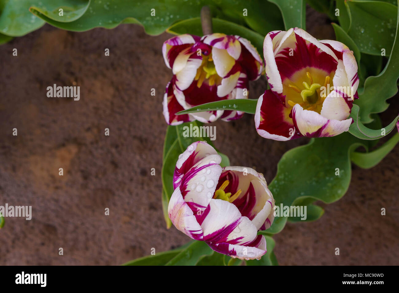 Amsterdam Tulip Felder, Washington State Stockfoto