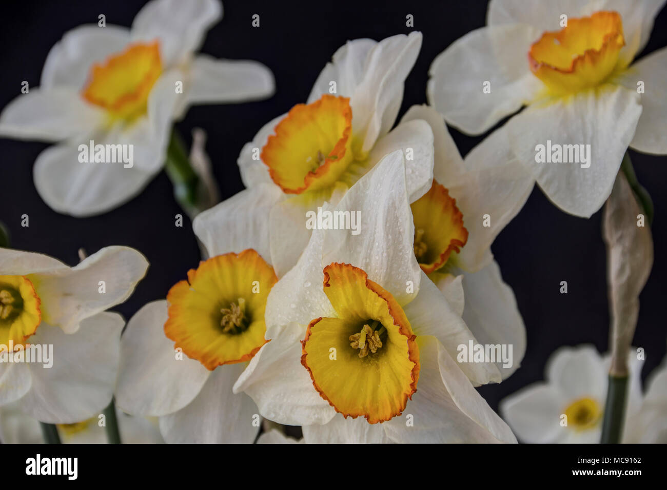 Einen Strauß Narzissen auf schwarzem Hintergrund Stockfoto
