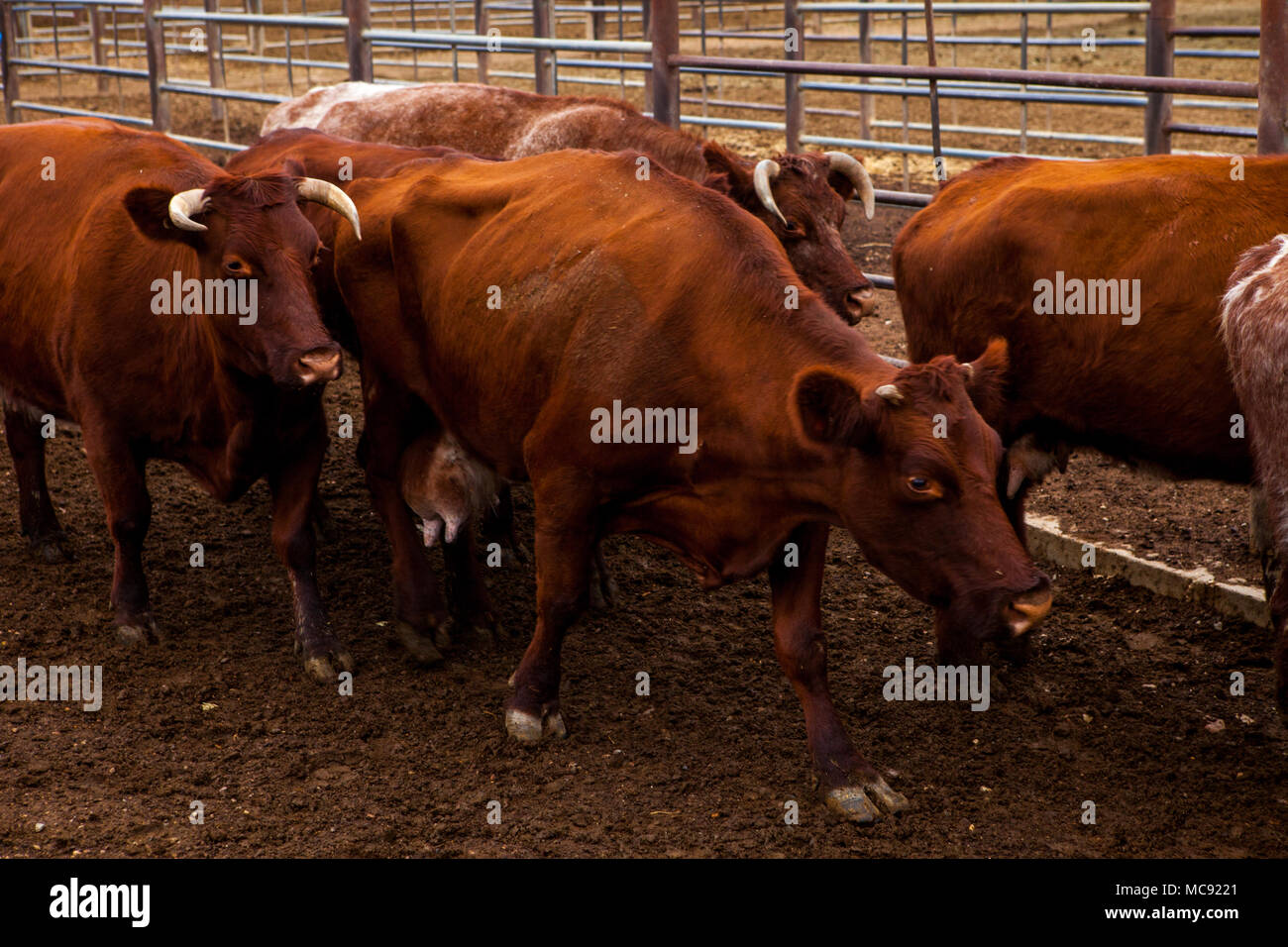 Rote und weiße Rinder in Verkauf Stifte in Wagga Wagga verkauf Yards Stockfoto