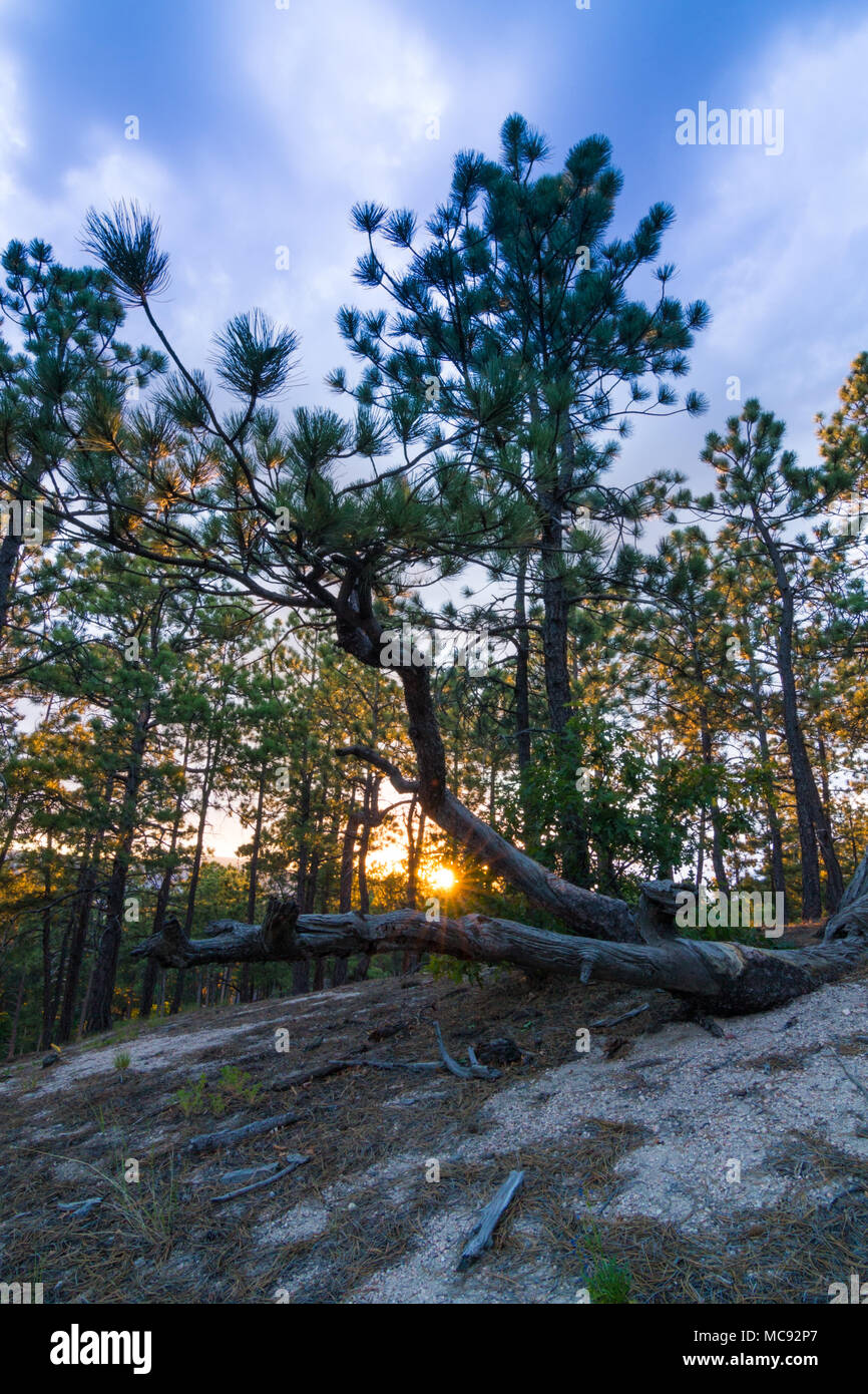 Die letzten Strahlen der untergehenden Sonne zwischen den Ästen eines verdrillten Kiefer in den Wäldern von Colorado Stockfoto
