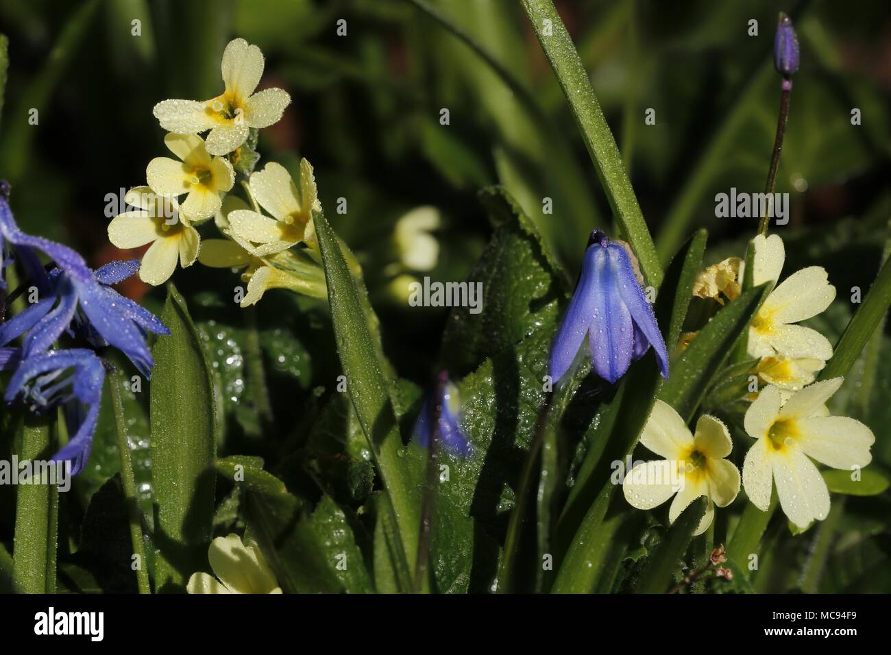 Schlüsselblume und Blaustern Stockfoto