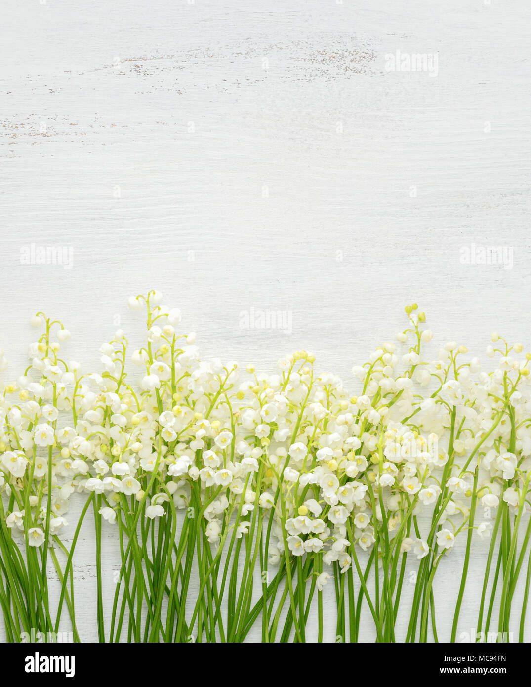 Maiglöckchen auf weißem Hintergrund schäbig aus Holz. Stockfoto