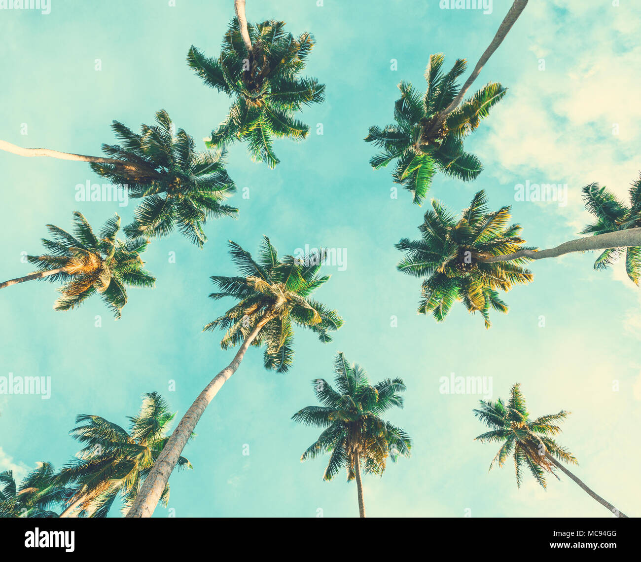 Kokospalmen am Himmel Hintergrund. Getönten Bild. Low Angle View. Stockfoto