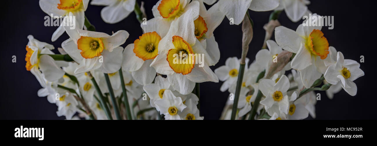 Einen Strauß Narzissen auf schwarzem Hintergrund Stockfoto