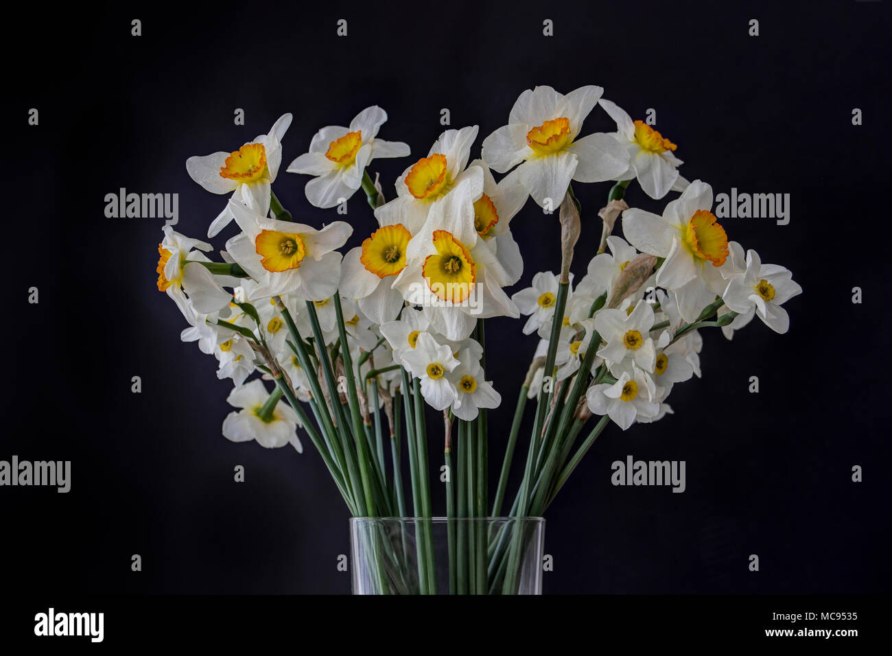 Blumenstrauß aus Narzissen in einem Glas Vase auf einem schwarzen Hintergrund Stockfoto