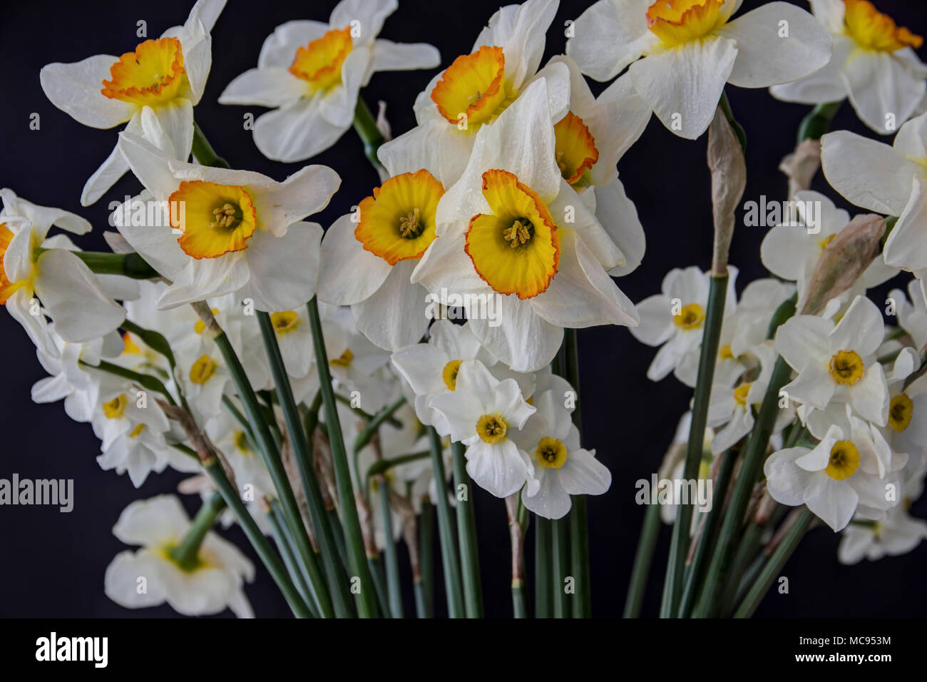 Einen Strauß Narzissen auf schwarzem Hintergrund Stockfoto