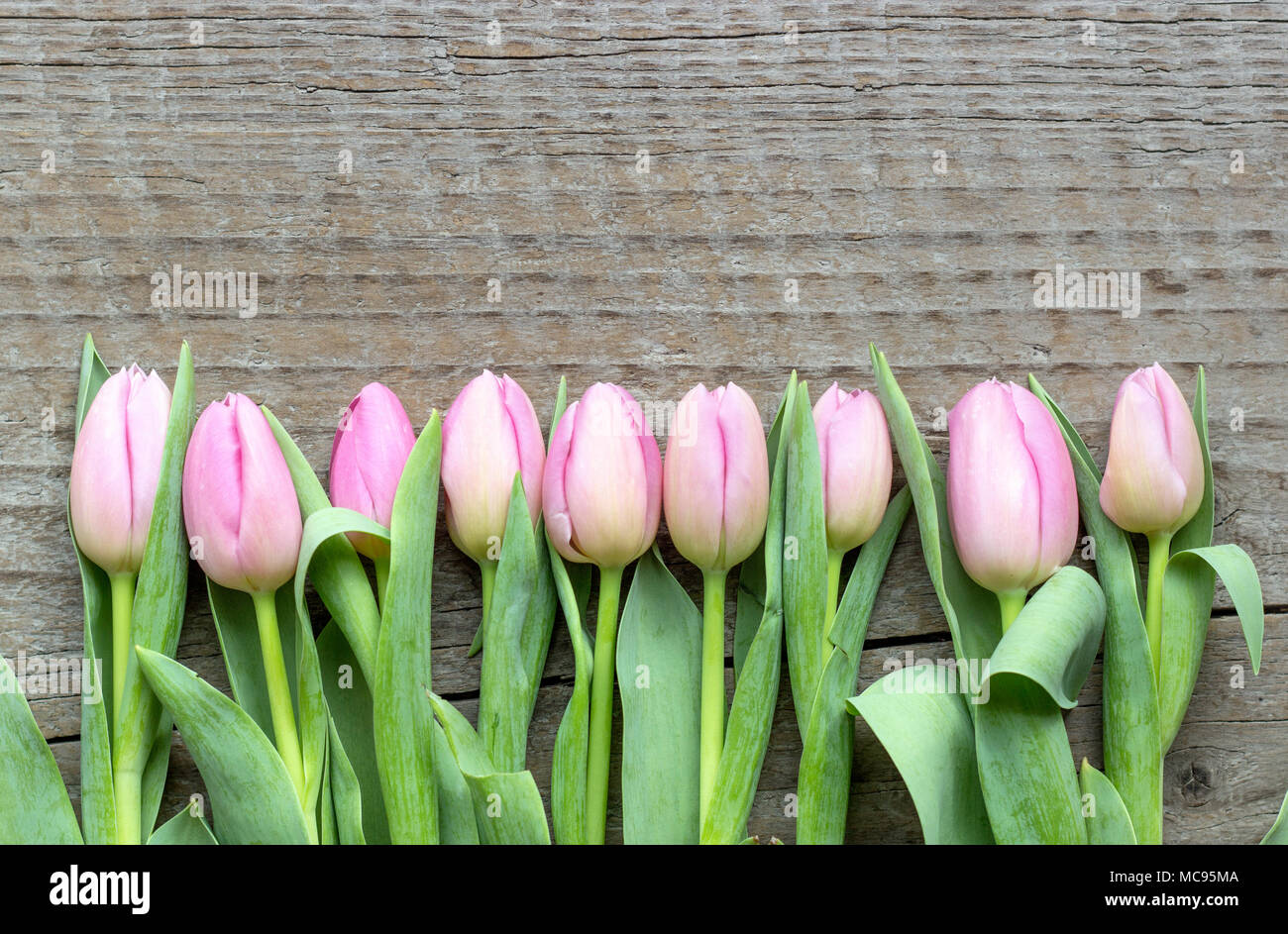 Blick von oben auf die rosa Tulpen auf einer hölzernen Hintergrund Stockfoto