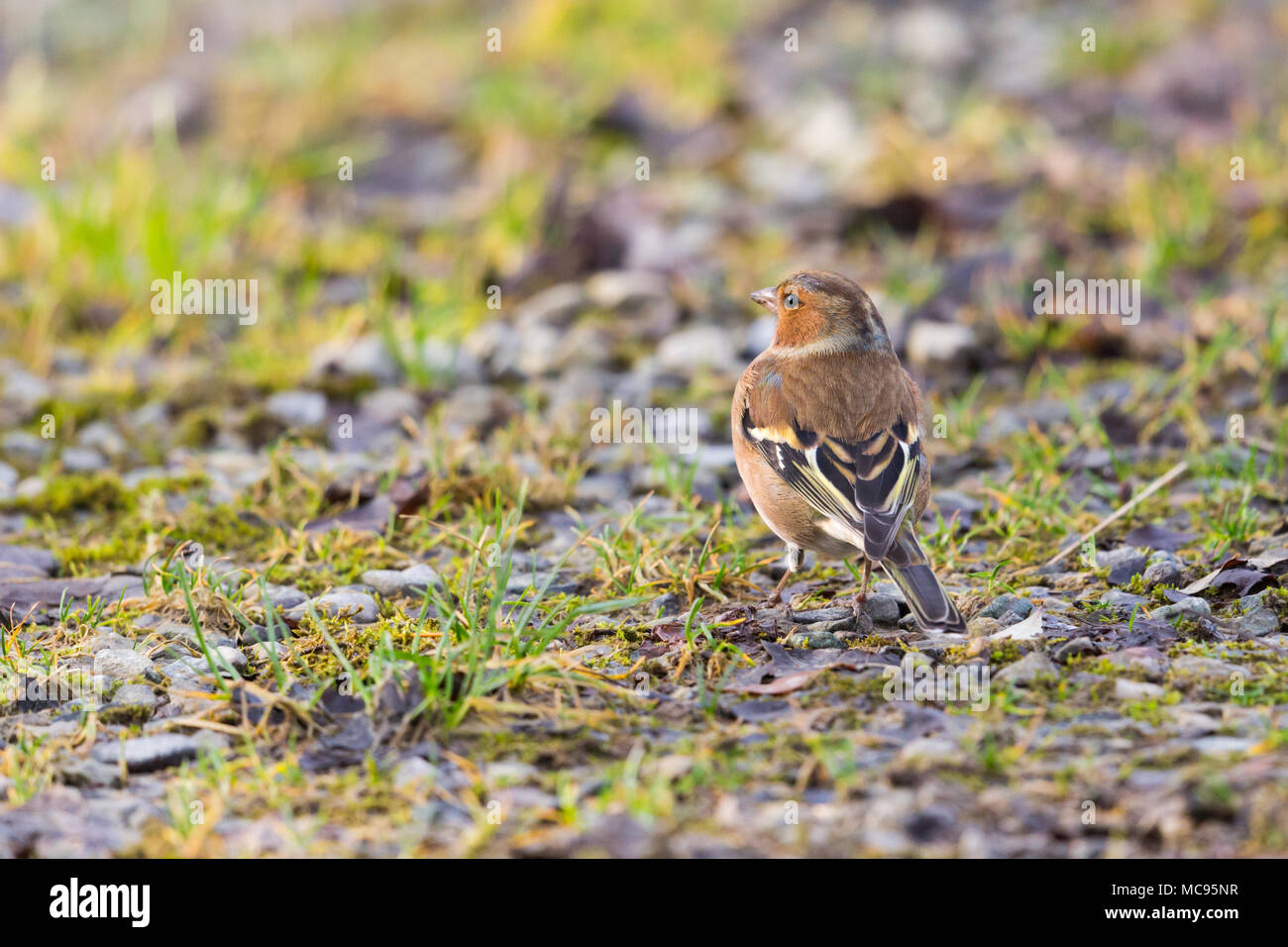 Natürliche vogel Buchfink (Fringilla coelebs) am Boden steht im Sonnenlicht Stockfoto