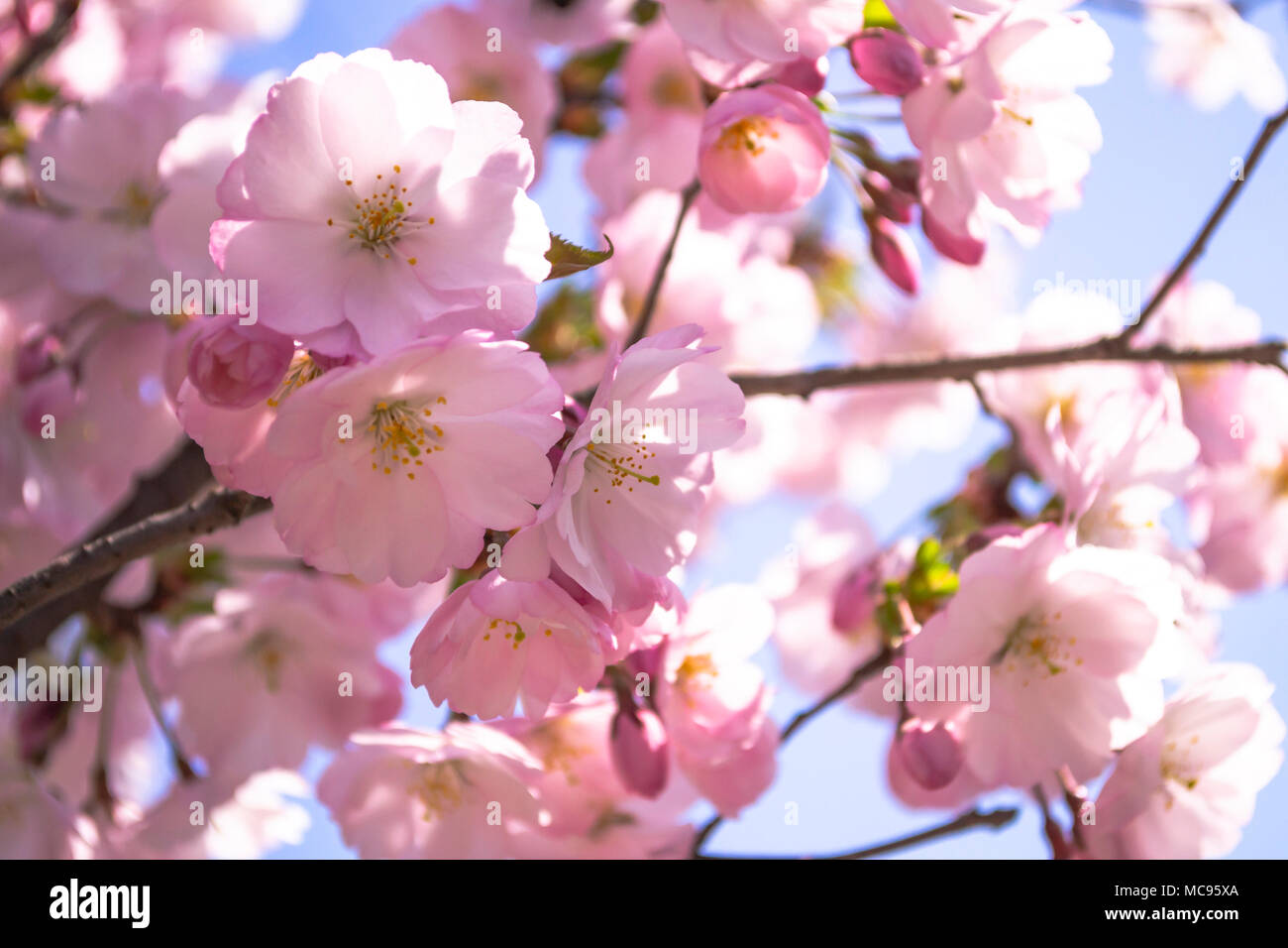 Erstaunlich Pink Sakura Blumen Hintergrund Closeup Foto Mit Unscharfem Hintergrund Stockfotografie Alamy