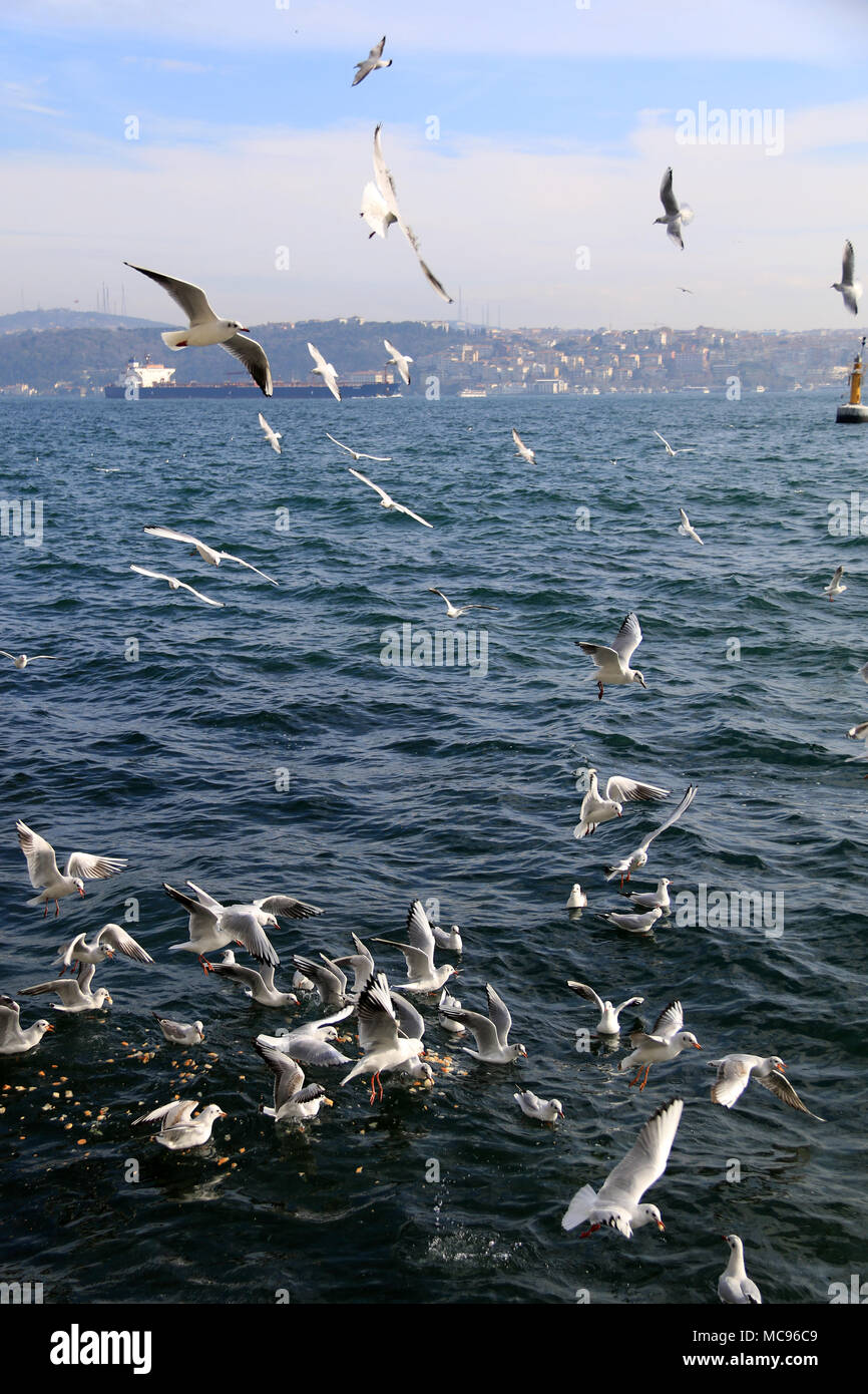 Rammstein mit einem großen bulk carrier im Hintergrund über den Bosporus in Istanbul, Türkei navigieren Stockfoto