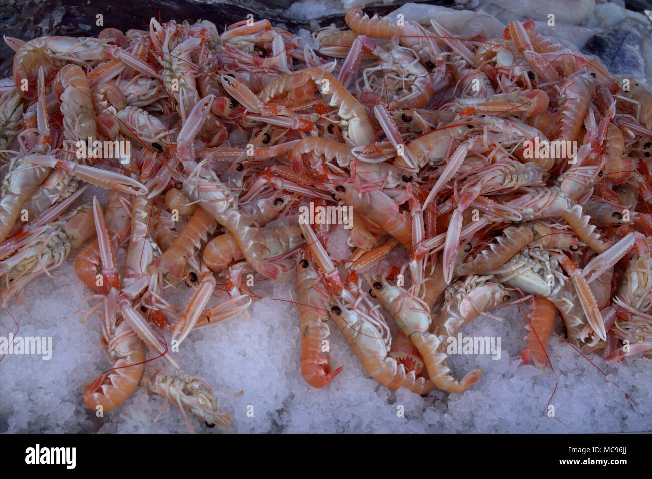 Nephrops norvegicus, Langusten, die "Dublin Bay Garnelen zum Verkauf auf Anzeige auf einem Bett aus Eis. Stockfoto