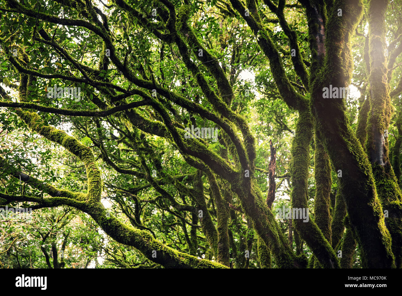 Bäumen bedeckt mit Moos im Anaga Wälder, Teneriffa Stockfoto
