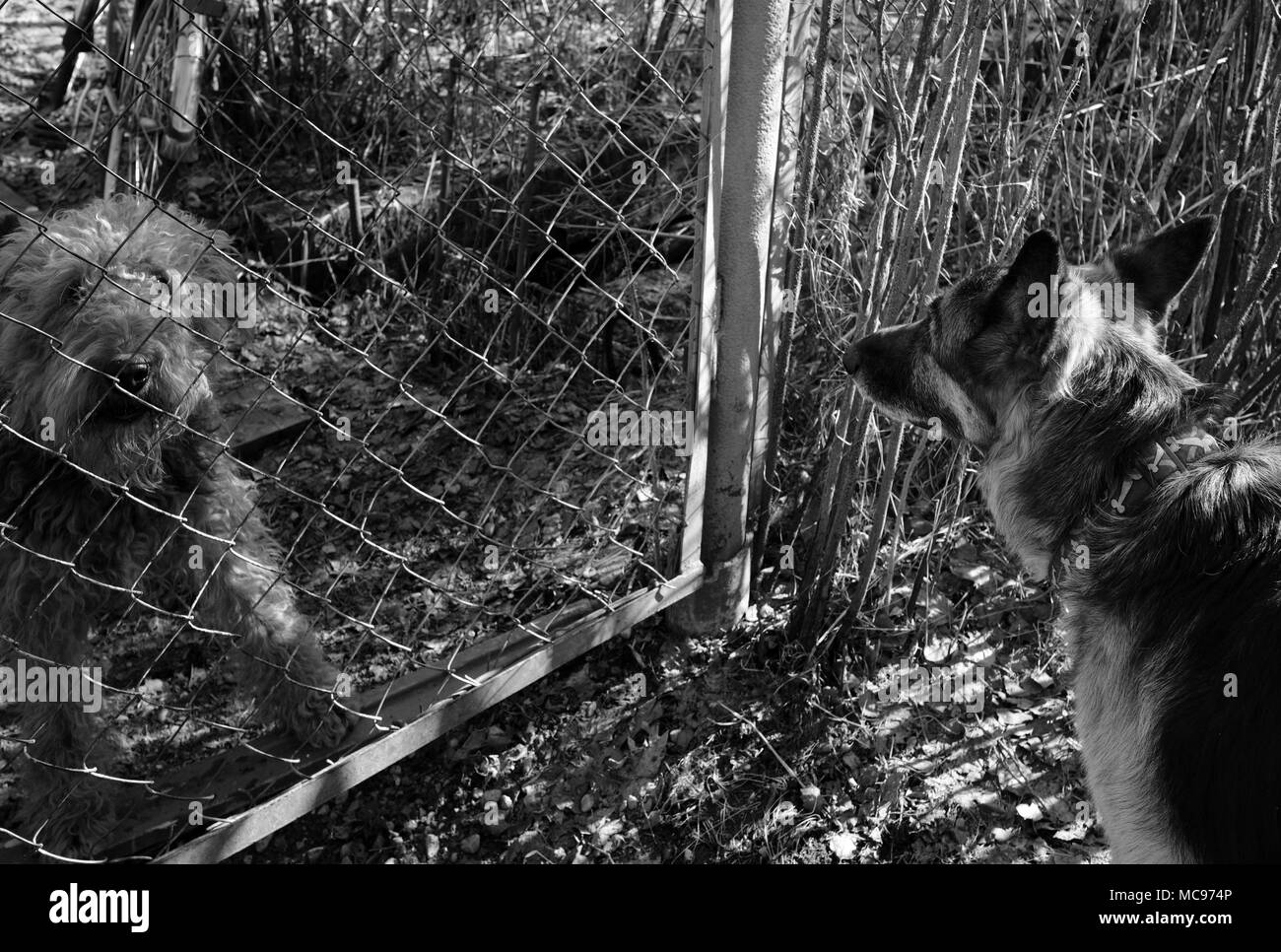 Airedale Terrier und Schäferhund stehend von Angesicht zu Angesicht von Angesicht unterteilt. In Schwarz und Weiß Stockfoto