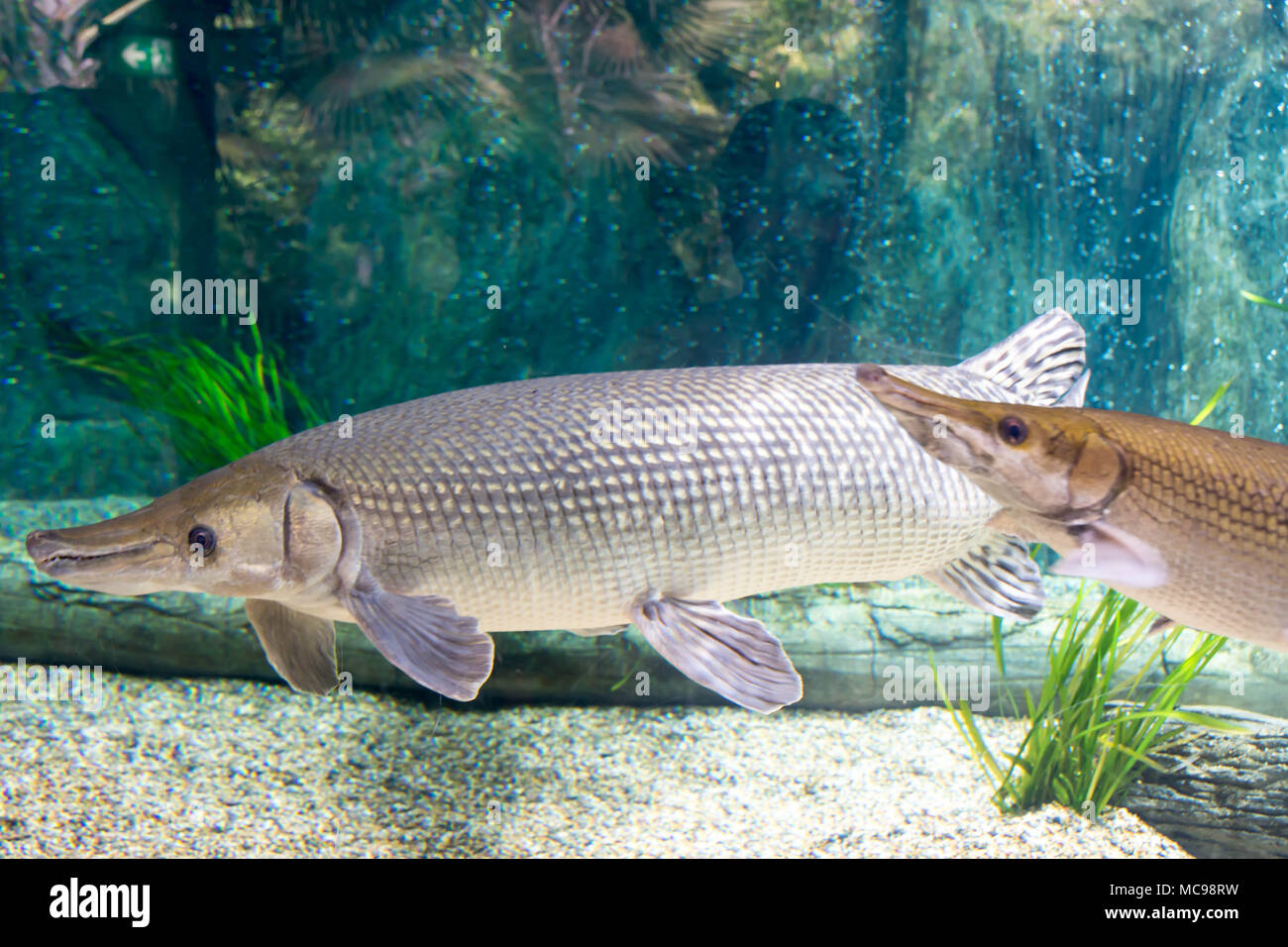 Arapaima gigas, auch pirarucu genannt, ist eine Pflanzenart aus der Gattung der arapaima native auf den Flussbecken des Amazonas. Einmal geglaubt, die einzige Art in der zu werden. Stockfoto