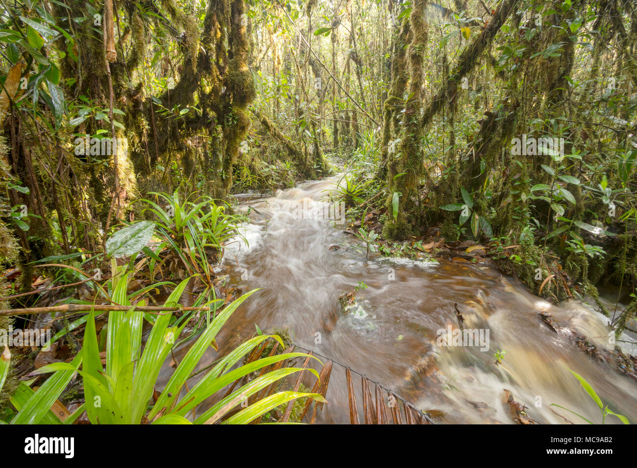 Hochwasser durch den Regenwald zu gießen. Ein Stream hat die Ufer und Wasser über den Waldboden läuft in der Cordillera Del Condor, Ecuador Stockfoto