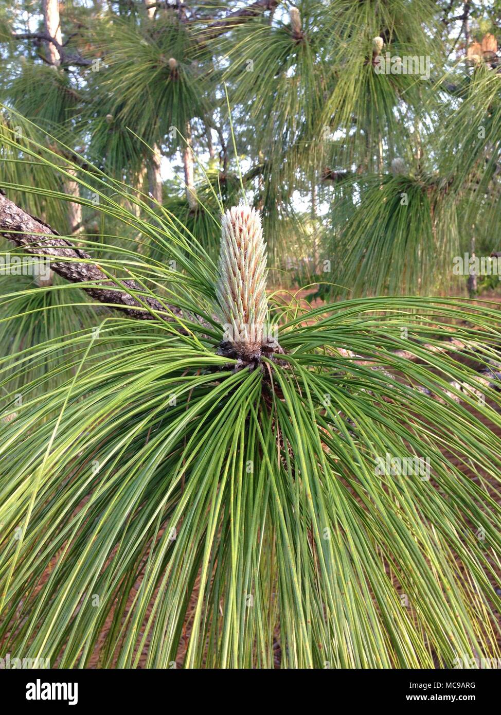 Junge, sich entwickelnde Kieferkegel des Florida Slash Pine Tree. Stockfoto