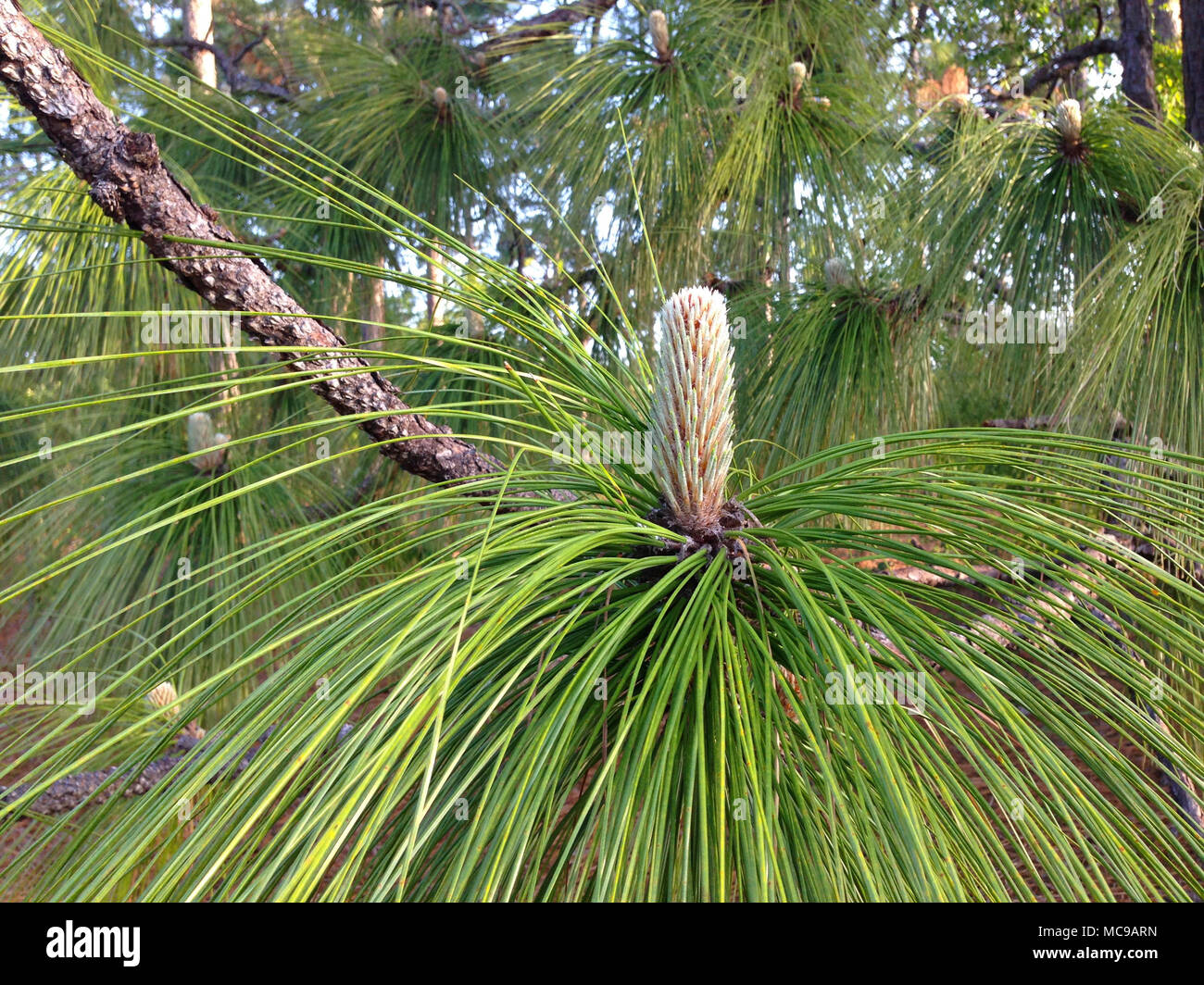Junge, Entwicklung von Pine Cone der Florida Schrägstrich Pne Baum. Stockfoto