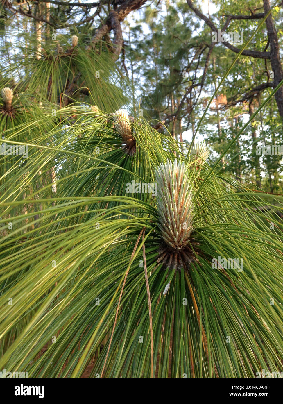 Junge, Entwicklung von Pine Cone der Florida Schrägstrich Pne Baum. Stockfoto