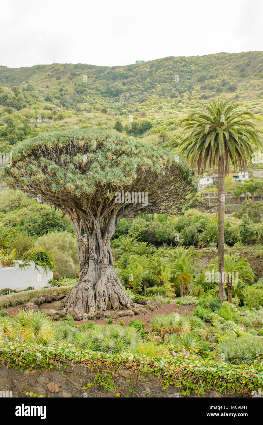 Tausendjhrige Drago Baum. Auf der Insel Teneriffa. Berhmten 1000 Jahre  alten Drachenbaum in Icod de Los Vinos Stockfotografie - Alamy