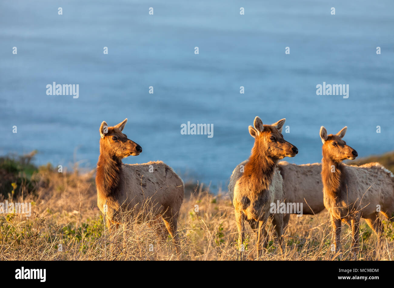 Drei tule elk Kühe (Cervus canadensis nannodes), Point Reyes National Seashore, California, United States. Stockfoto