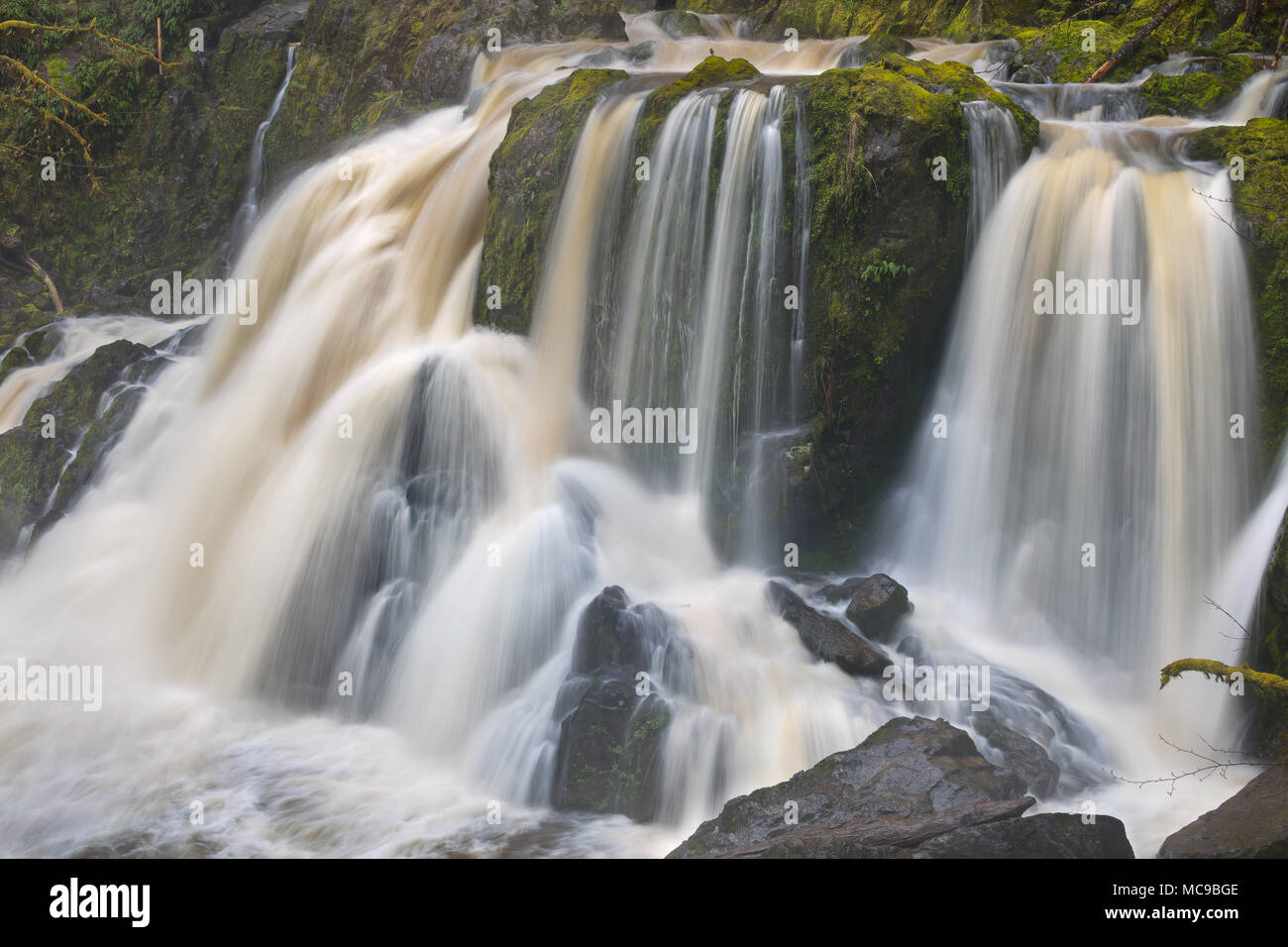 Amerikanische Pendelarm auf wenig Mashel Wasserfall, Jefferson County, Washington State Stockfoto