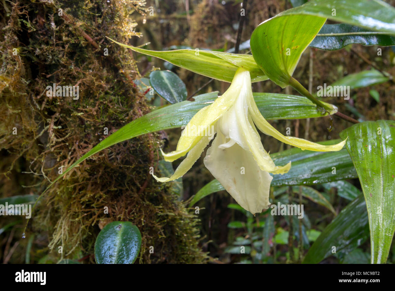 Nicht identifizierte terrestrischen Orchidee Blüte im Moosigen montane Regenwald. Auf 1500 m Höhe auf einem Tepuy oberhalb von Rio Nangaritza, Ecuador Stockfoto