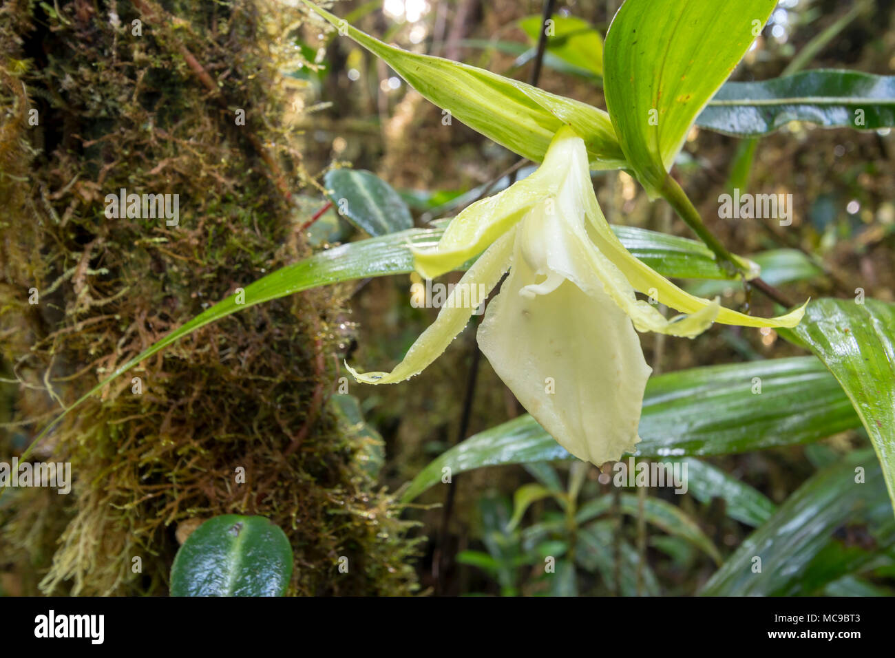 Nicht identifizierte terrestrischen Orchidee Blüte im Moosigen montane Regenwald. Auf 1500 m Höhe auf einem Tepuy oberhalb von Rio Nangaritza, Ecuador Stockfoto