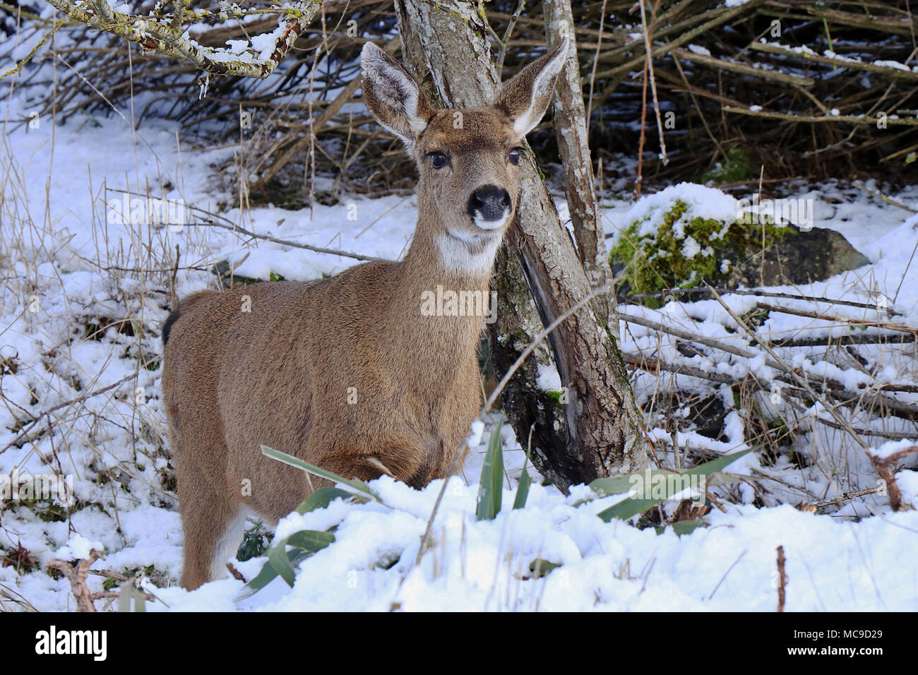 Schwarz tailed deer (Odocoileus Hemionus) stehen im Schnee in einem Hinterhof in Nanaimo, British Columbia in Kanada Vancouver Island. Stockfoto