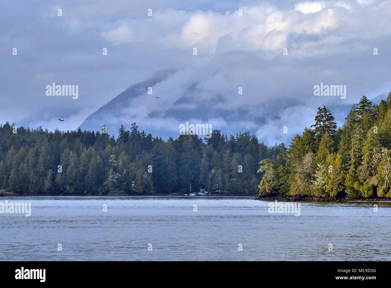 Nebel über meare's Island in Tofino am Clayoquot Sound an der Westküste von Vancouver Island in British Columbia, Kanada. Stockfoto