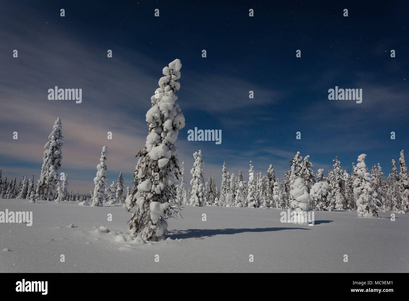 Moonlit Szene im finnischen Lappland. Muonio, Finnland Stockfoto