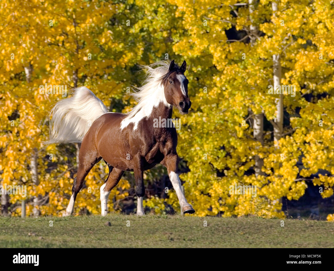 Farbe 1001 Wallach galoppieren auf Wiese mit Bäumen im Herbst Farben Stockfoto