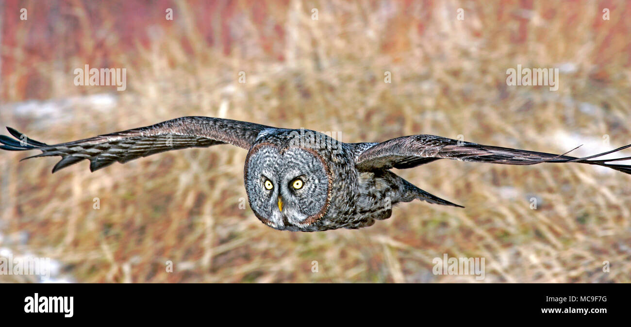 Great Grey Owl im Flug tief über dem Boden, nähert sich Beute, aus nächster Nähe Stockfoto