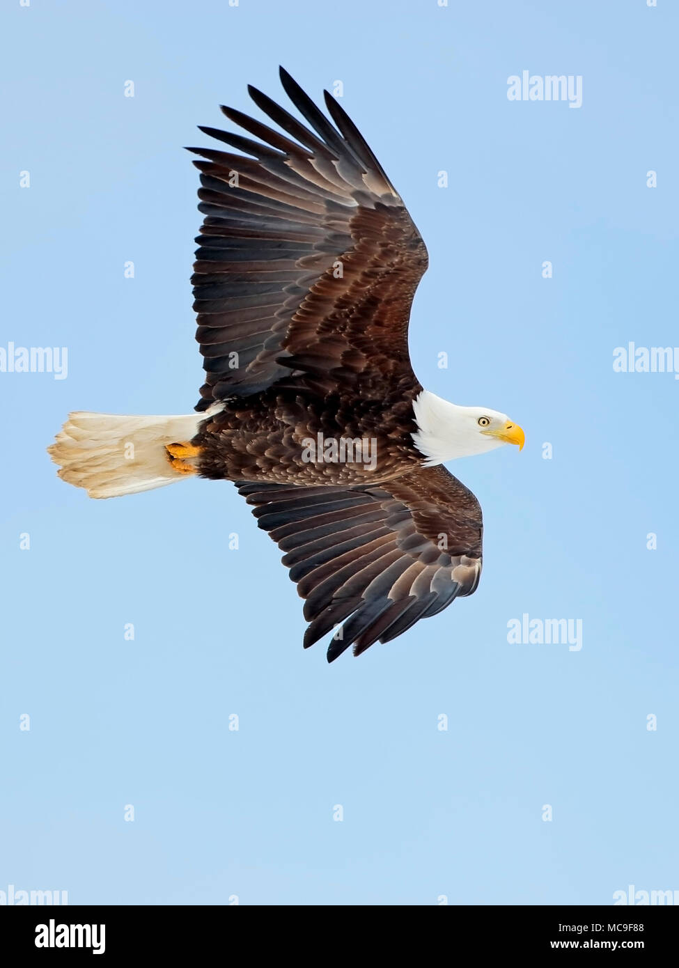 Weißkopfadler im Flug Segelfliegen in blauer Himmel. Stockfoto