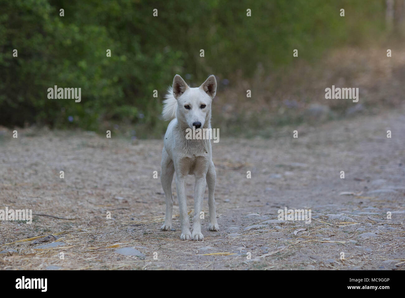 Weißer Hund Stockfoto
