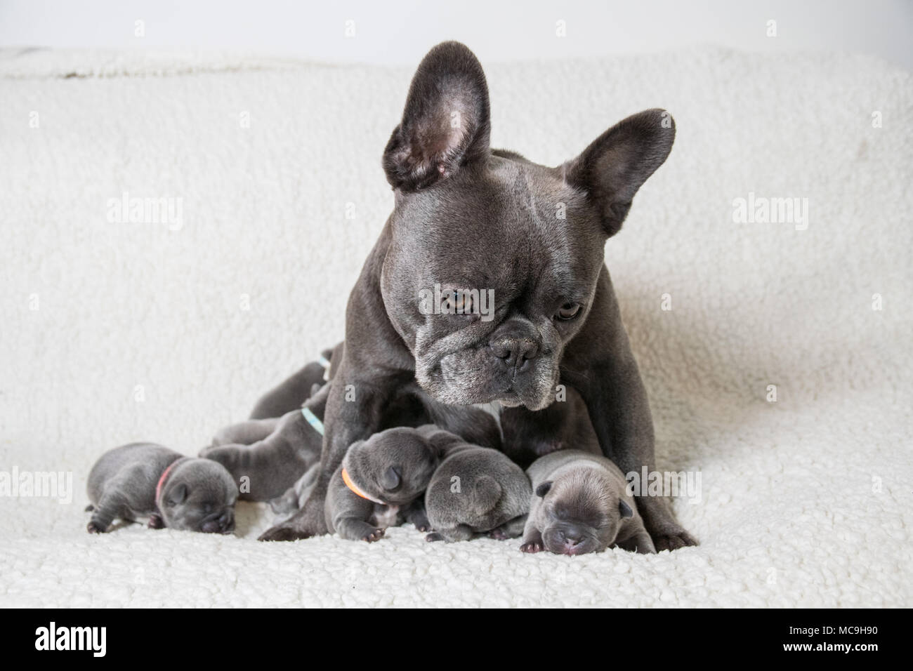 Französische Bulldogge Welpen Was Muss Ich Beachten www.alamy.de