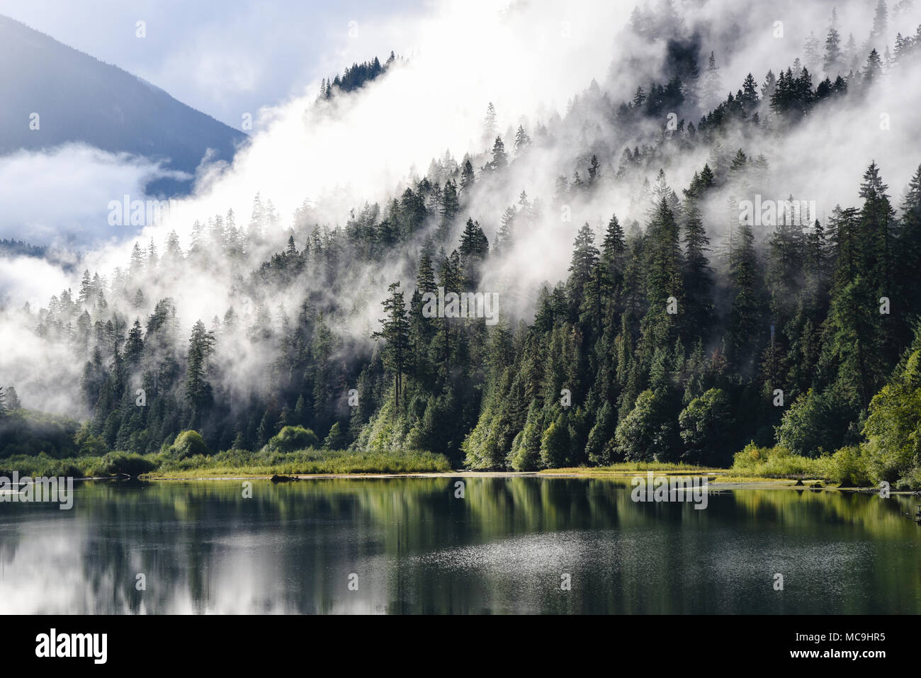 Nebel und Morgen Sonnenlicht durch Seeseite immergrüne Bäume Stockfoto