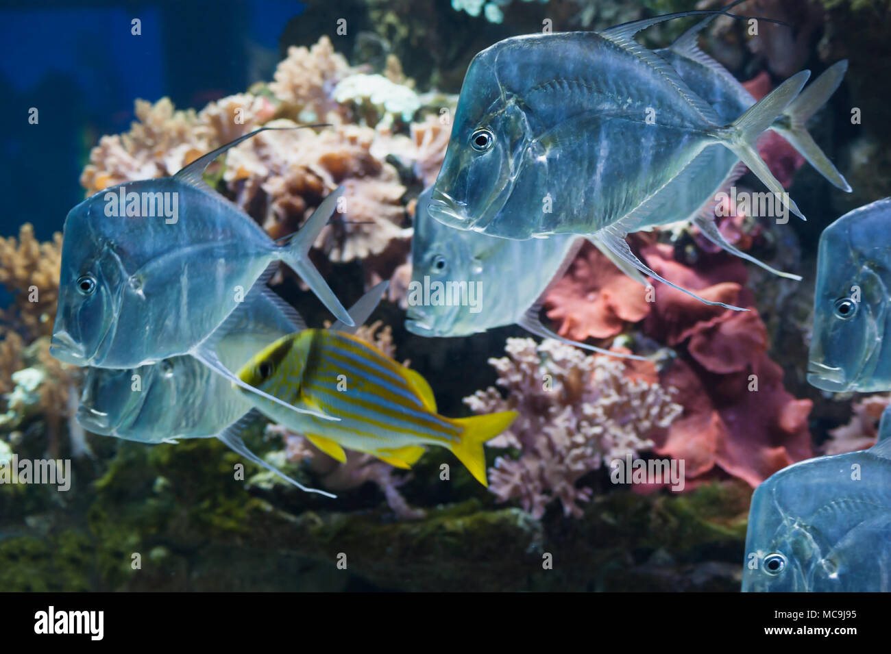 Silber Lookdown Fisch Vor Korallen Im Aquarium Im Haus Der Natur